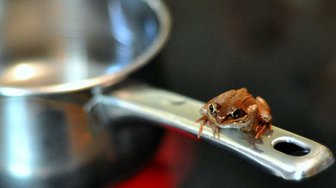 BOILING FROG