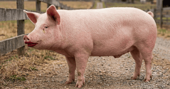 Lipstick on a Pig - Fly Creek Apartments