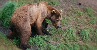 MOTHER BEAR