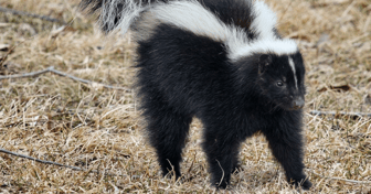 SKUNKED