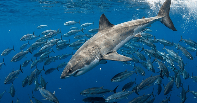 A large shark swims through clear blue water surrounded by a school of smaller fish
