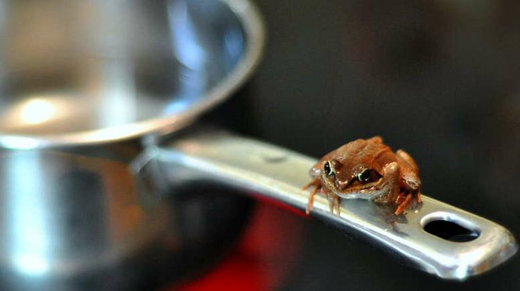 A frog sits on a pot handle, illustrating the boiling frog fable about gradual unnoticed danger