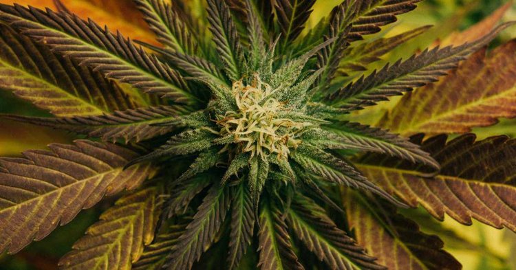 Close-up view of cannabis buds and leaves, featured at Alabama’s first medical cannabis conference
