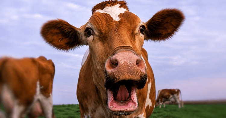 Close-up of a brown and white cow with its mouth open, looking at the camera. Other cattle are visible in the green field background