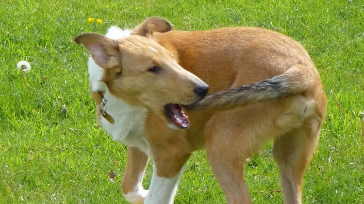 Dog chasing its tail in grass; symbolizes Fairhope City Council’s unproductive actions described in this article