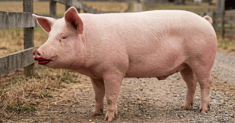 Lipstick on a Pig - Fly Creek Apartments