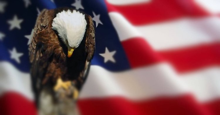 Bald eagle stands proudly before a blurred American flag, honoring those who served and sacrificed for freedom