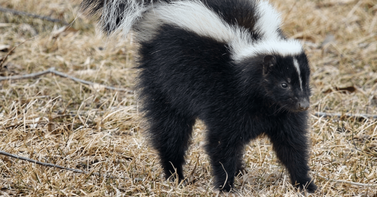 A black and white skunk standing in dry grass with a white stripe down its back