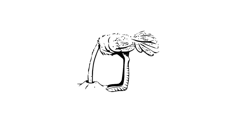 A black and white line drawing of a plant with a curved stem, base leaves, and a central flower bud